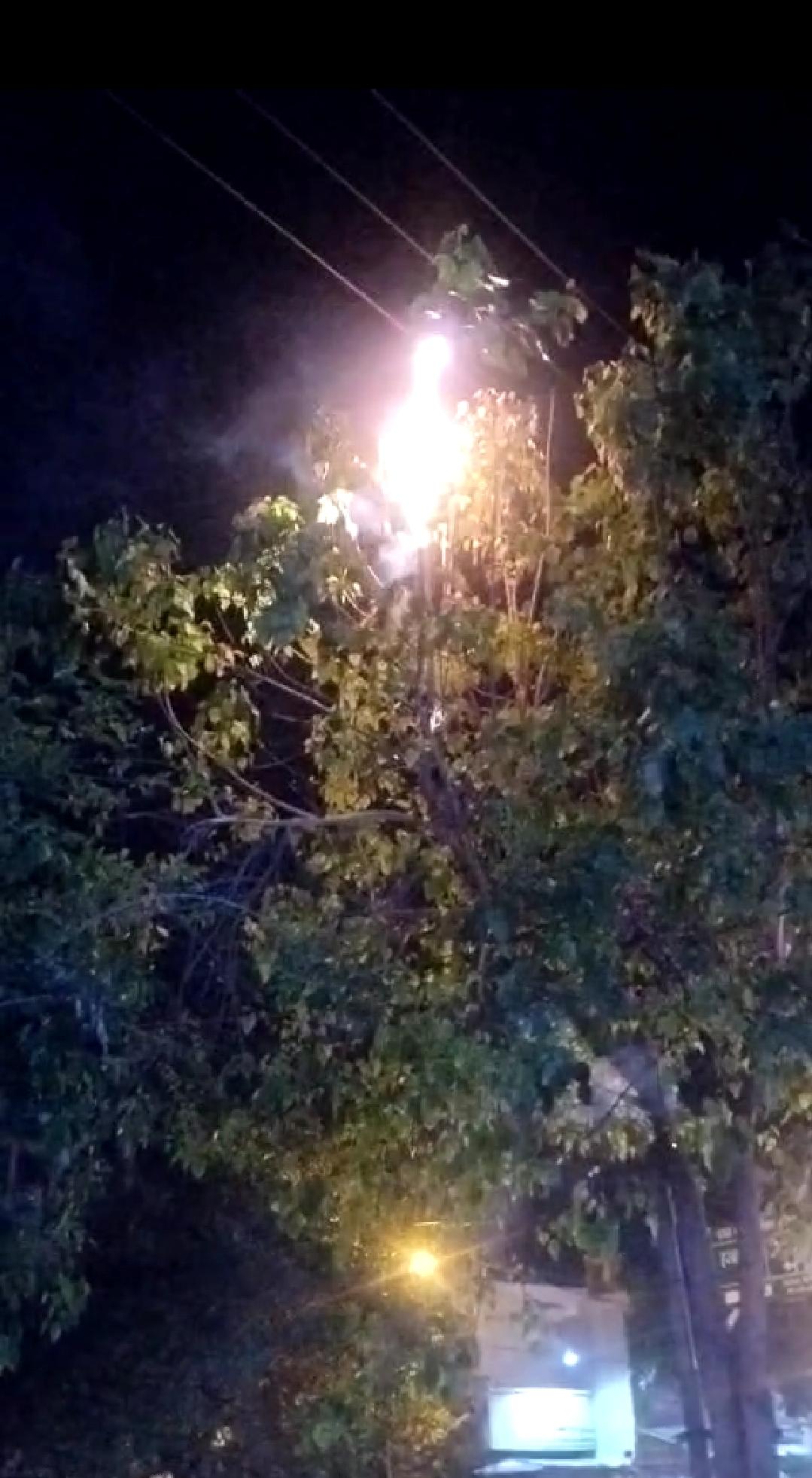 A peepal tree caught fire due to sparking, causing a stir | स्पार्किंग ...