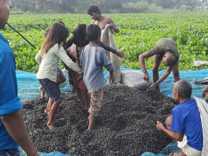 पूर्णिया में मखाने की खेती प्रसिद्ध है।