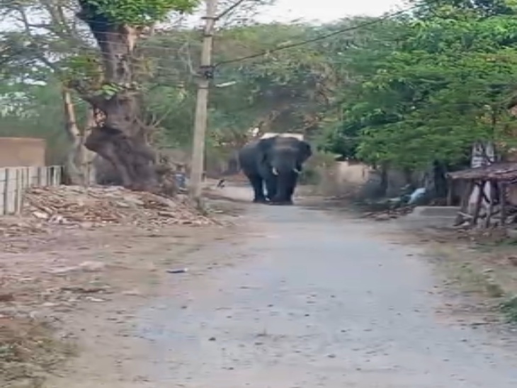 कांकेर जिले में दल से भटका हाथी शहर के बेहद करीब गांवों में घुसा।