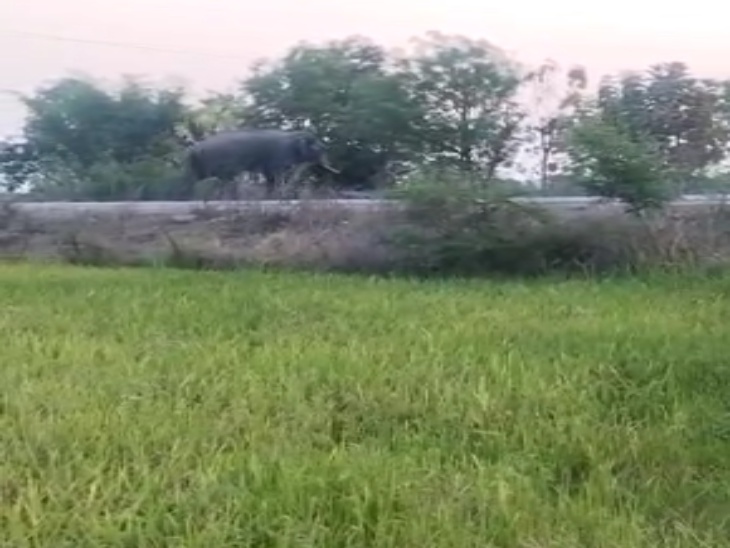 फसलों को भी नुकसान पहुंचा रहा हाथी।