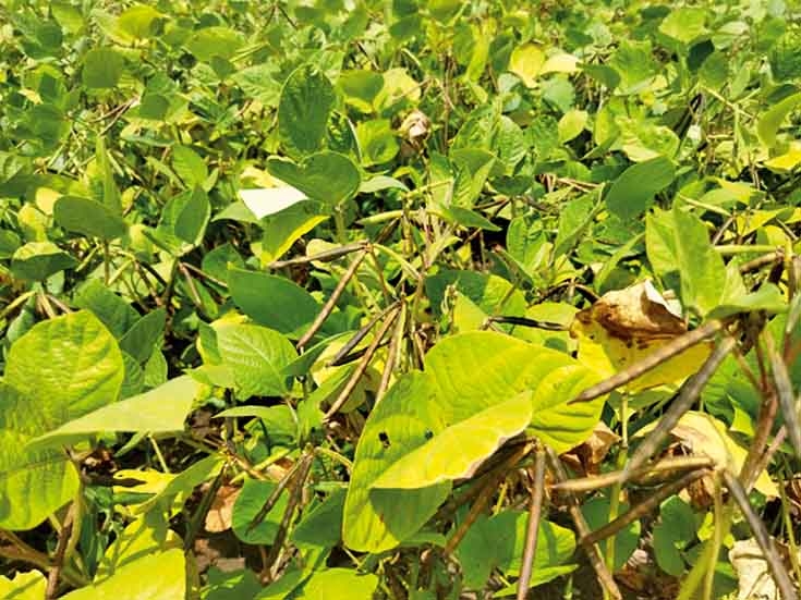 Yellow mosaic disease affects crops in Baisad | बाईसाद में फसलों को लगा ...