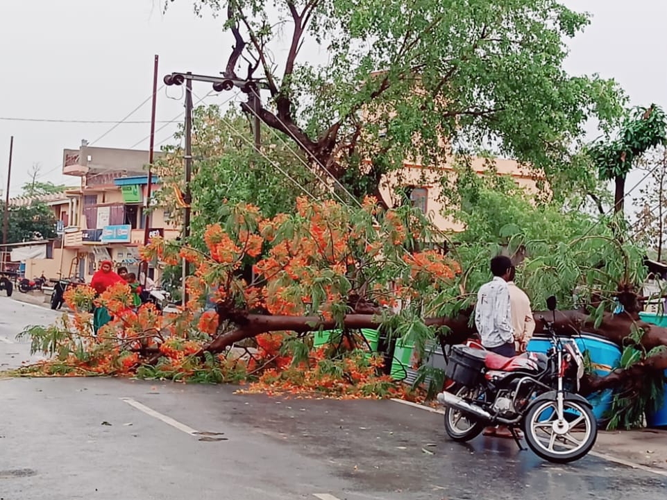 सड़क किनारे गिरा हुआ पेड़।