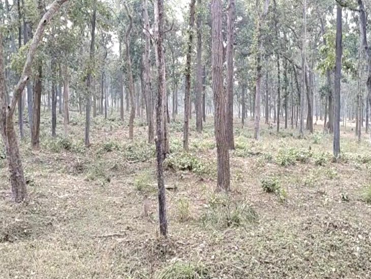 मुंगेली जिले में महिला सरपंच अपने 3 साल की मासूम बच्ची को जंगल में छोड़कर आ गई।