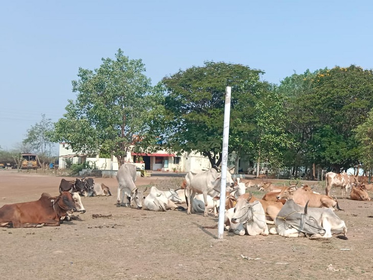 दुर्ग में मैदान में मवेशियों को खिलाया जा रहा चारा पानी