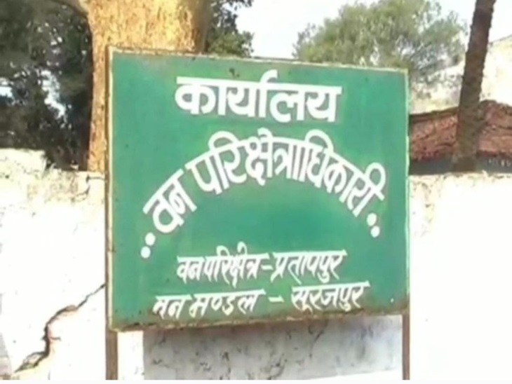 प्रतापपुर वन परिक्षेत्र में विचरण कर रहा हाथियों का दो दल