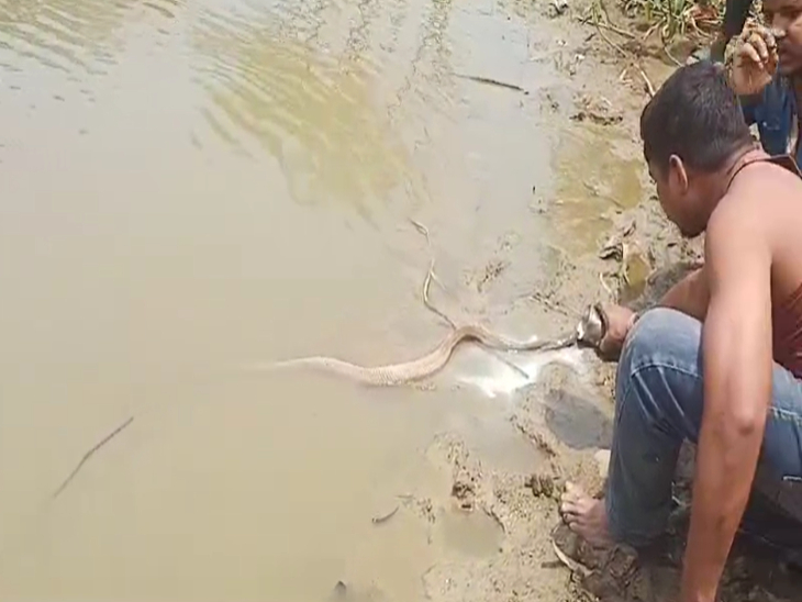 ग्रामीण श्रद्धा भाव से सांप को दूध पिला रहे हैं