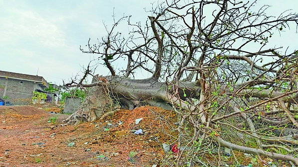 A 15th century Khurasani tamarind tree fell in Aali due to a storm ...