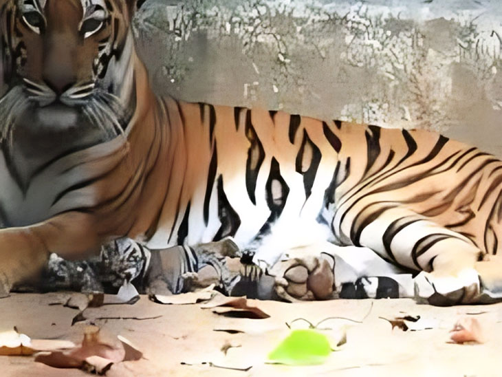 10 मई को बाघिन गौरी ने 4 शावकों को जन्म दिया था।