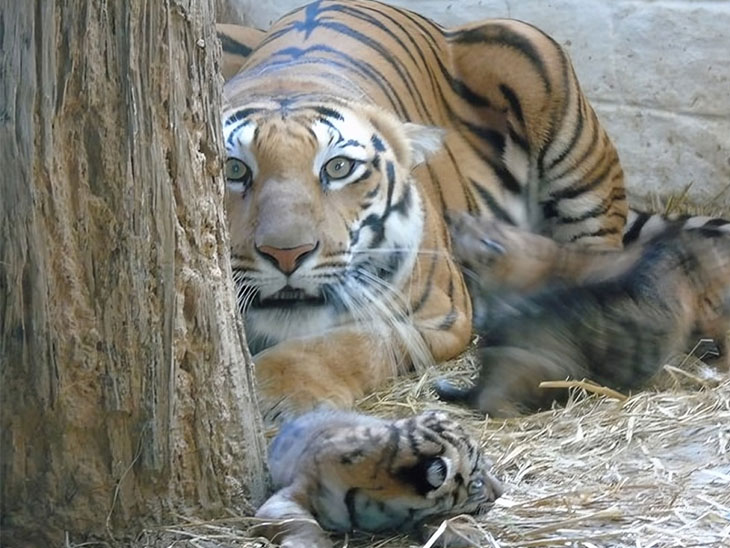 सीसीटीवी से मॉनिटरिंग के बाद भी बाघिन के चारों बच्चों की मौत हो गई।