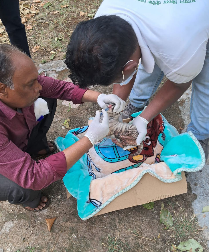 बाघिन के एक बच्चे को उसे दूध पिलाने की कोशिश की गई पर इंटरनल हेंम्रेजेज होने की वजह से मौत हो गई।