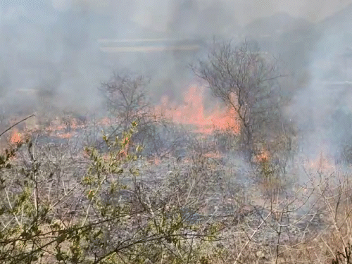 एक किलोमीटर एरिया में सात हेक्टेयर वन क्षेत्र आग की चपेट में आया।