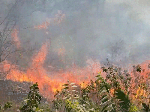 हवा के कारण जंगल में फैल रही आग।
