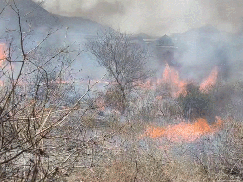 आग के कारण पेड़ पौधे जलकर हुए राख।