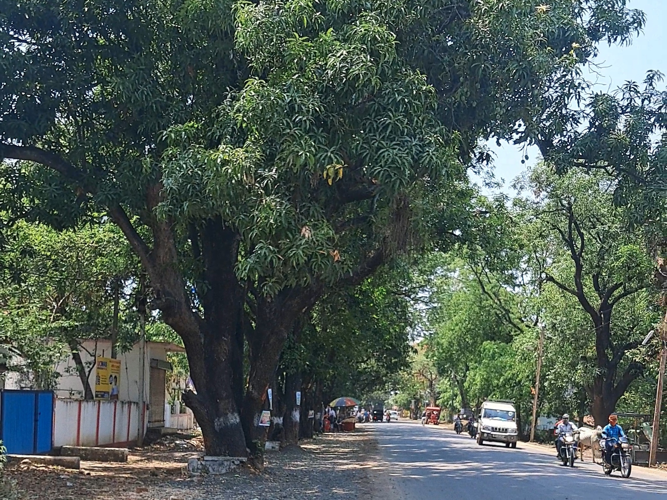 People are angry due to cutting of green trees in Maharajpur ...