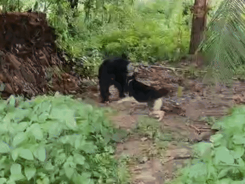 पहले भालू से भी भीड़ गई थी फीमेल डॉग डेजी