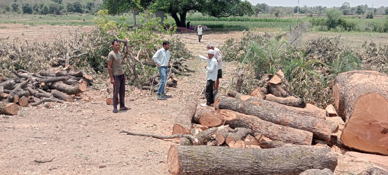 The administration made a panchnama for the felling of green trees ...