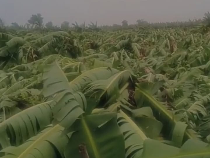 Strong winds and storm in the district have damaged banana crops in ...