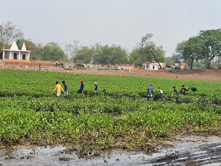 सफाई के दौरान तालाब में घुसकर मछली पकड़ते लोग