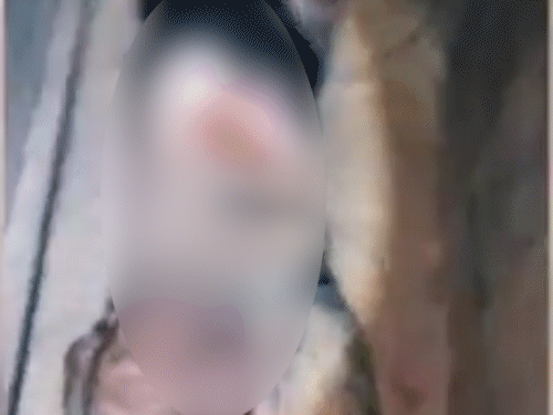 यह वीडियो हमास वे जारी किया। इसमें उसके लड़ाके सुरंग में एक इजराइली सैनिक को खींचकर ले जाते दिख रहे हैं।
