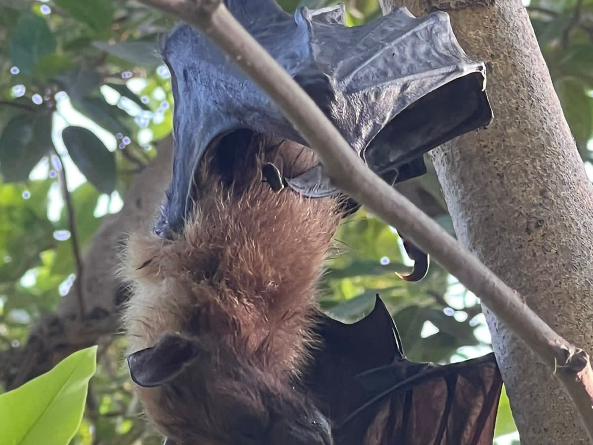 200 bats died in Banda