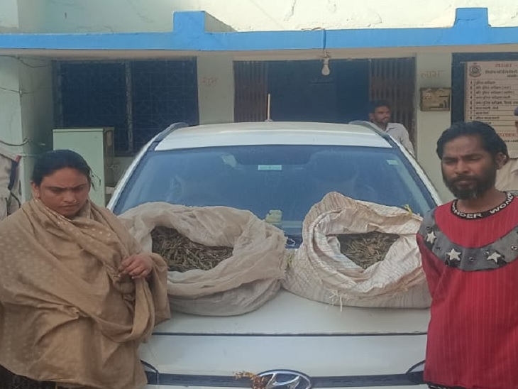 14 किलो गांजा के साथ दो आरोपी गिरफ्तार - Dainik Bhaskar