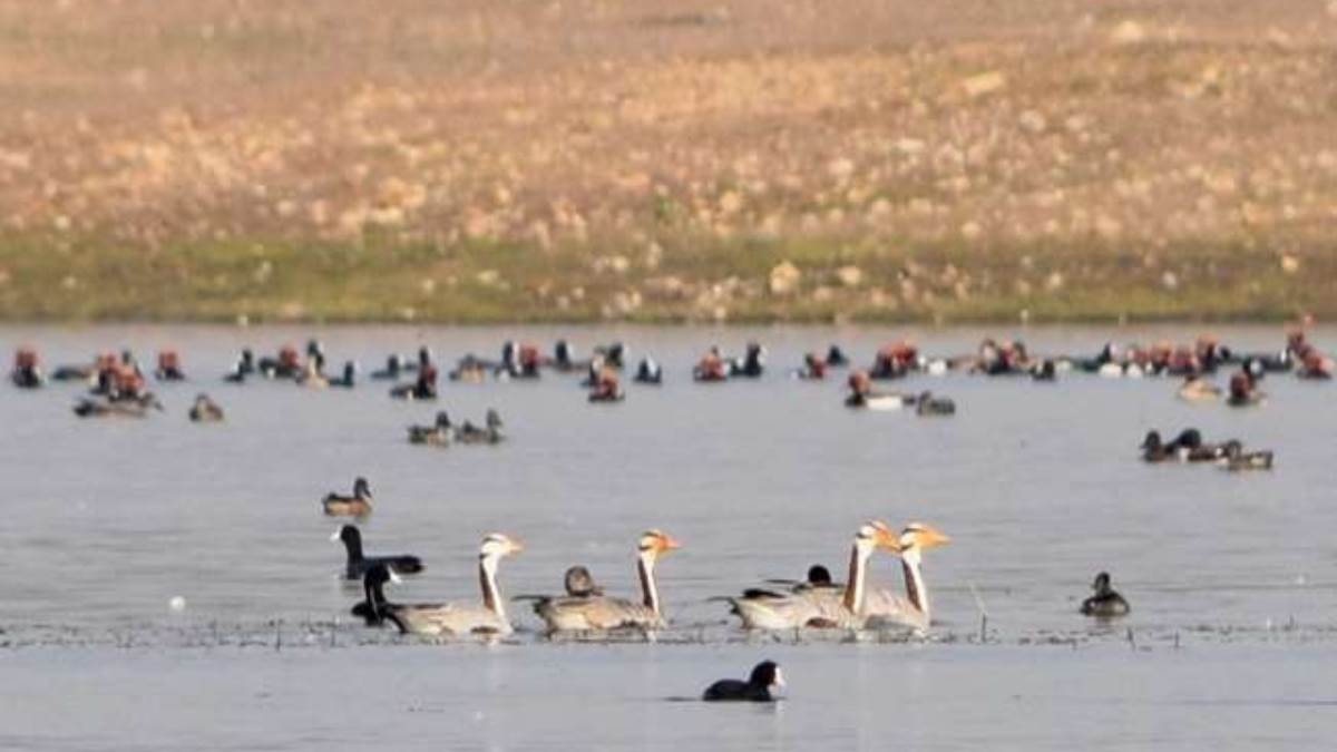 नागी और नकटी बर्ड सेंचुरी का कुल क्षेत्रफल 544.37 हेक्टेयर है।