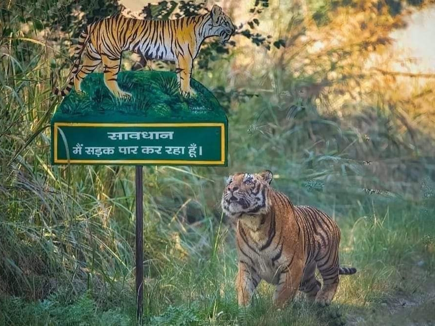 Pilibhit Tiger Reserve completed its ten year journey | पीलीभीत टाइगर  रिजर्व ने पूरा किया दस साल का सफर: बाघों की संख्या बढ़ी, मिला टाइगर एक्स टू  पुरस्कार - Pilibhit News | Dainik Bhaskar