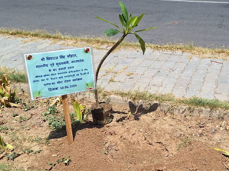केंद्रीय मंत्री शिवराज सिंह चौहान ने दिल्ली में मध्यप्रदेश भवन के करीब चंपा का पौधा रोपा।