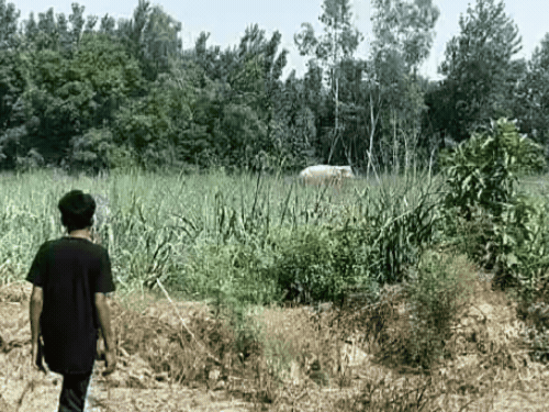 इस फोटो में हाथी दिख रहा है। वह लगातार आस-पास के इलाकों में टहल रहा है।