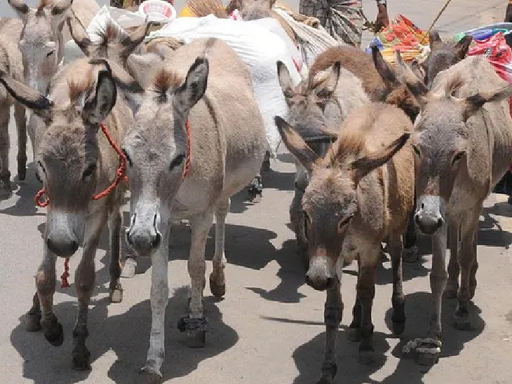 पाकिस्तान में गधों की संख्या 60 लाख के करीब होने वाली है। - Dainik Bhaskar