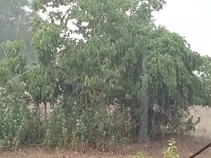 बलरामपुर, सूरजपुर जिले में झमाझम बारिश हो रही है। तेज हवाओं के चलते कई जगह पेड़ गिरे हैं।