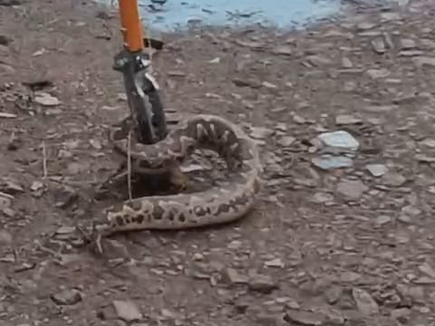 3 feet long python entered the city