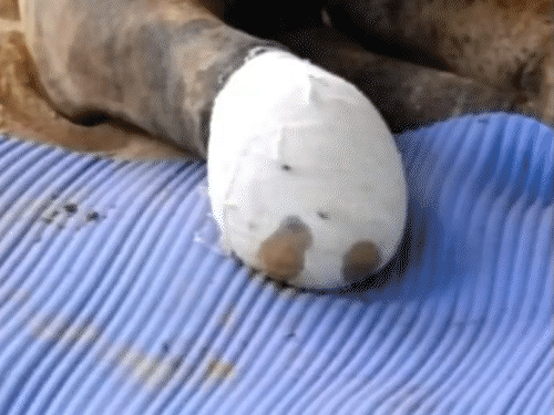 ऊंट के पैर काटने का वीडियो वायरल होने के बाद पुलिस ने सभी 6 आरोपियों को गिरफ्तार कर लिया है। - Dainik Bhaskar