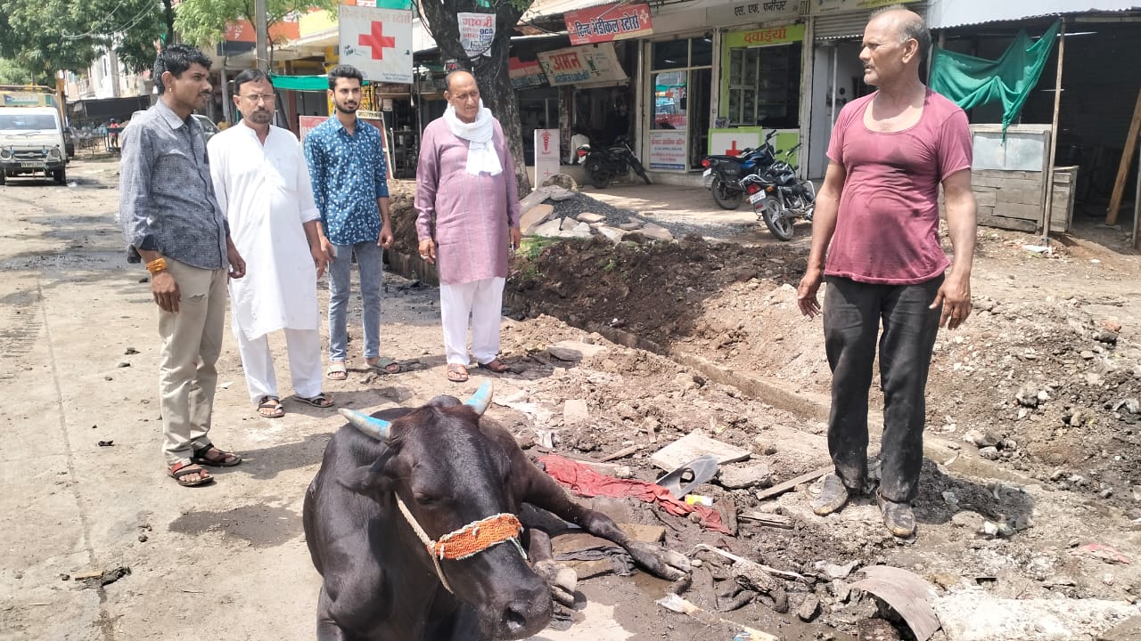 Cow Protector Cow protectors rescued a cow from the drain and got it treated after it ...