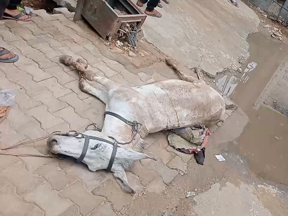 Donkey Died Due To Electric Shock