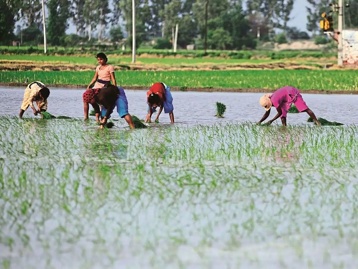 पंजाब में बारिश के बीच धान की रोपाई करते किसान।