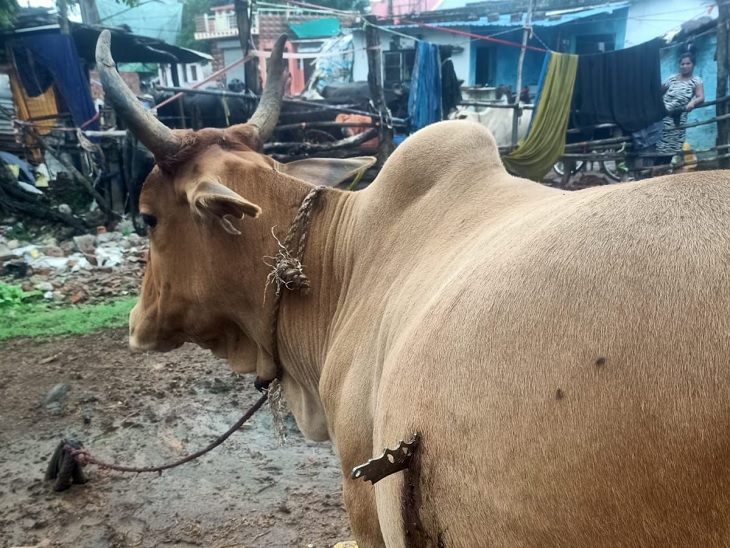 गाय के पेट में चाकू मारा - Dainik Bhaskar