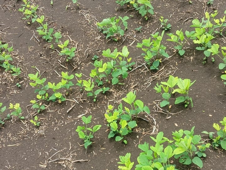 Yellow mosaic disease affects crops in Kaneria | कनेरिया में फसलों पर ...