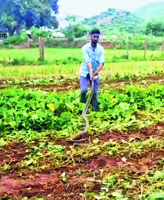 A 12 feet long python came into the field, was rescued and released in ...