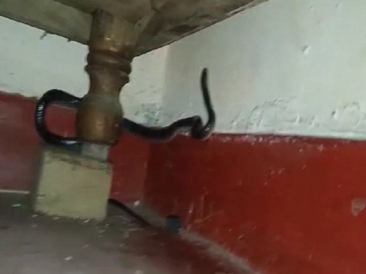 बेड के नीचे से ऊपर चढ़ने की कोशिश करता करैत सांप