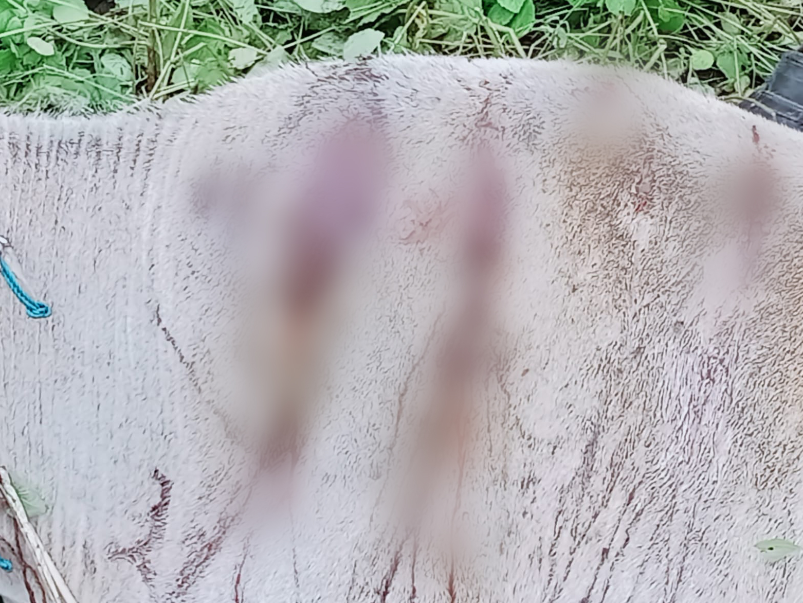 भोपाल के बैरागढ़ चिचली में टाइगर ने गाय पर हमला किया। इससे वह घायल हो गई। - Dainik Bhaskar