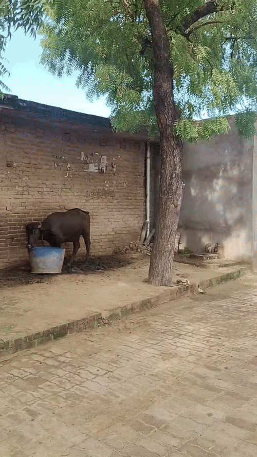 परिवार का कहना है कि बृजेश के बगैर आज भी पूरा घर सूना लगता है।