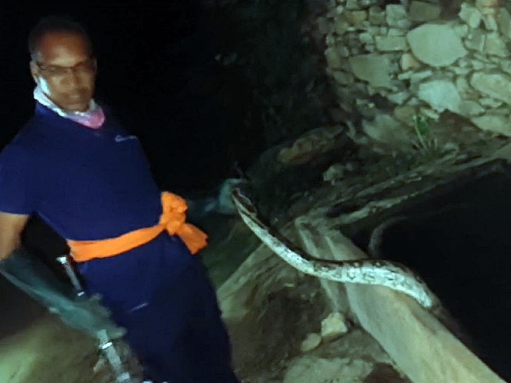 12 feet long python seen in a water tank