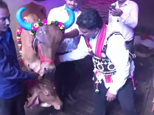 गौ-सेवा करते दिखे डिप्टी सीएम विजय शर्मा