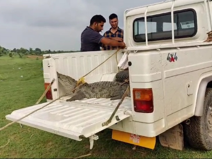 मंडरायल उपखंड के करणपुर क्षेत्र स्थित अरोरा गांव में मगरमच्छ के घुसने से ग्रामीणों में हड़कंप मच गया। - Dainik Bhaskar