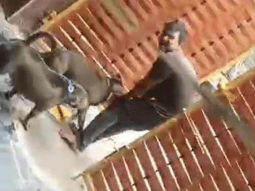 13 जुलाई को रायपुर में 2 पिटबुल डॉग ने एक डिलीवरी बॉय पर अटैक किया था।