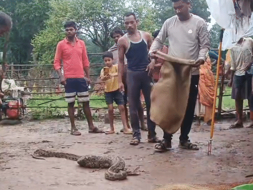 छत्तीसगढ़ के गरियाबंद में एक अजगर किसान के घर में 3 मुर्गियों को निगल गया और वहीं घेरा मारकर बैठा रहा।