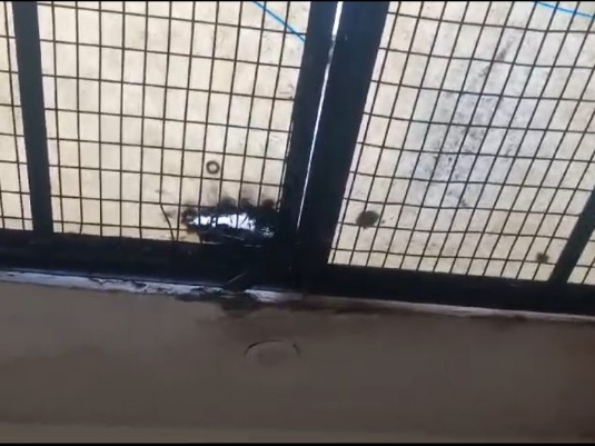 चोरों द्वारा तोड़ी गई घर की जाली।