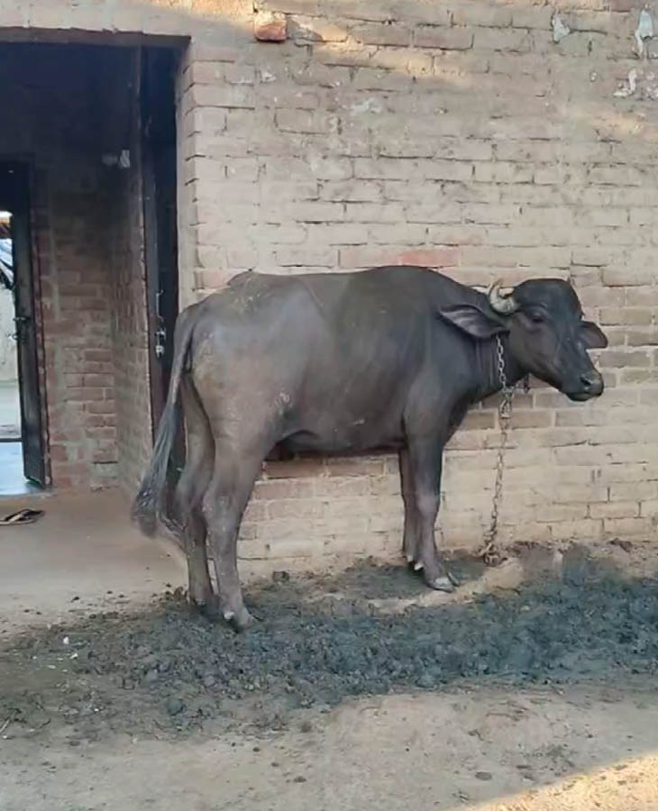 बृजेश इसी 4 कमरों के घर में 2 बहनों और माता-पिता के साथ रहता था।