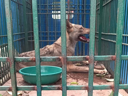 The wolf was caught in a cage set up by the forest department | वन विभाग के लगाए पिंजरे में कैद हुआ भेड़िया: बहराइच में भेड़ियों के हमले में चार बच्चों की
